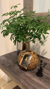 Schefflera Plant Kokedama