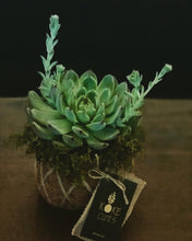 Load image into Gallery viewer, Succulent Arrangement Kokedama