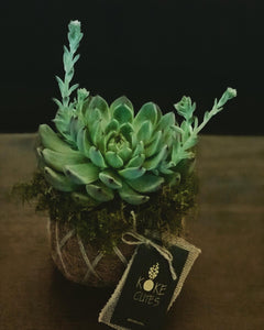 Succulent Arrangement Kokedama