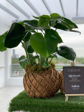 Load image into Gallery viewer, Monstera kokedama