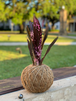 Bromeliad Billbergia, Queen’s-Tears 'Hallelujah' Kokedama