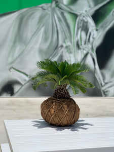 Sago Palm - (Cyca Revoluta) Kokedama
