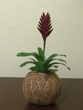 Load image into Gallery viewer, Bromeliad Vogue Kokedama