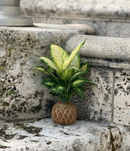 Load image into Gallery viewer, Dieffenbachia Plant Kokedama