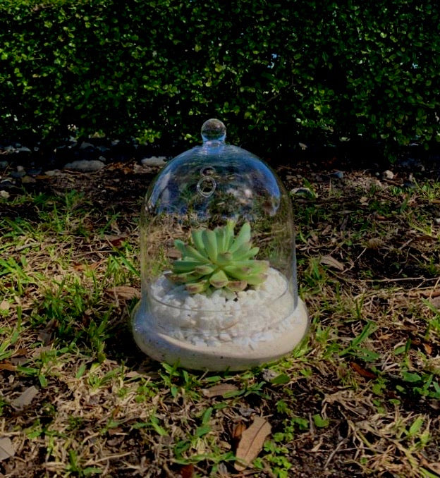 Hanging Glass Terrarium