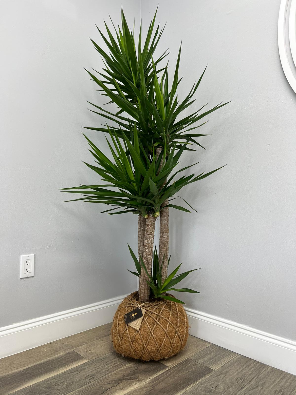 yucca cane cuidados Yucca Cane Plant / Planta Yuca (Mexicana) – KOKECUTES