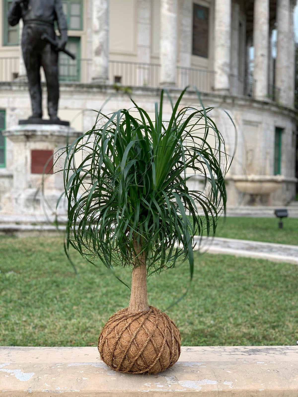 palma ponytail Ponytail Palm - Beaucarnea recurvata