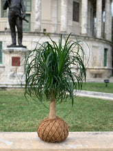 Load image into Gallery viewer, Ponytail Palm - Beaucarnea recurvata - Palma Botella Kokedama