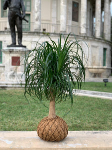 Ponytail Palm - Beaucarnea recurvata - Palma Botella Kokedama