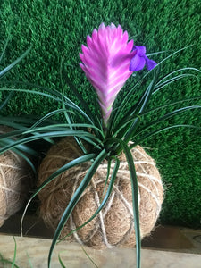 Pink Quill, Tillandsia cyanea Kokedama - Pink Quill plant.