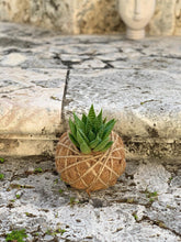 Load image into Gallery viewer, Succulent Arrangement Kokedama