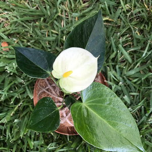 Anthurium Plant Kokedama / Anturio