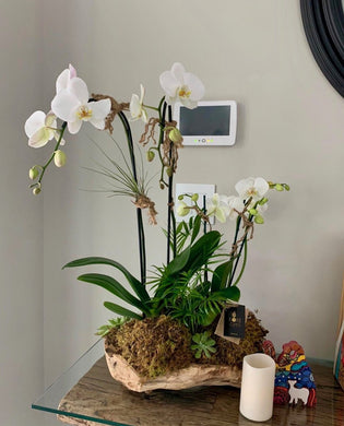 Musa Orchids wood Arrangement