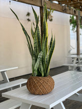 Load image into Gallery viewer, Snake Plant or Mother-in-Law&#39;s Tongue Kokedama