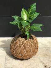 Load image into Gallery viewer, Dieffenbachia Plant Kokedama