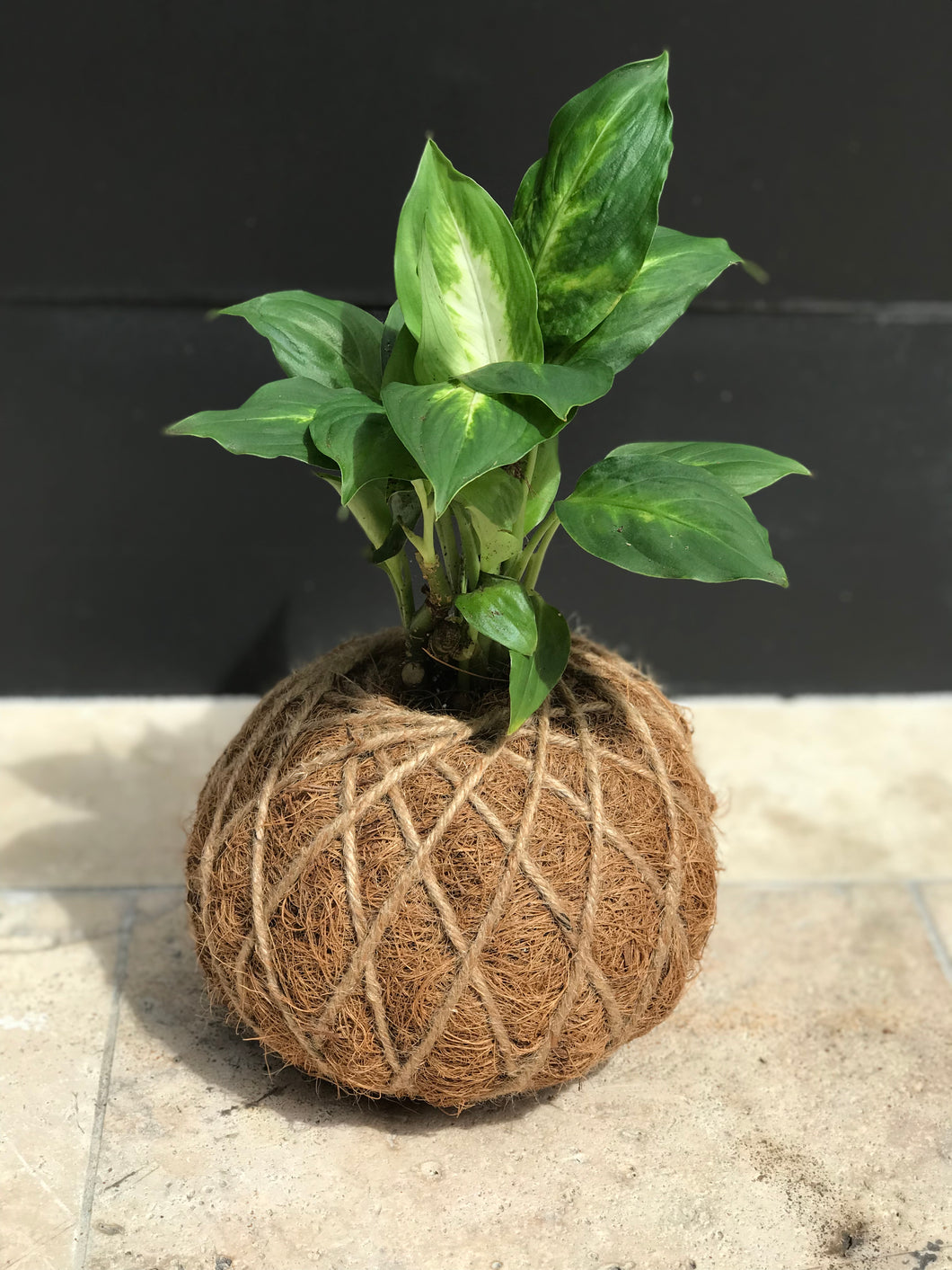 Dieffenbachia Plant Kokedama