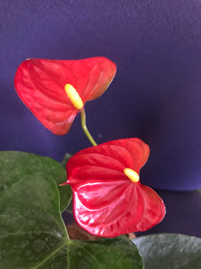 Anthurium Plant Kokedama / Anturio