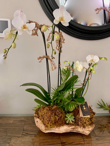 Musa Orchids wood Arrangement