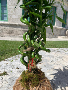 Lucky Bambú Kokedama