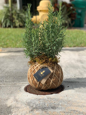 Rosemary Kokedama