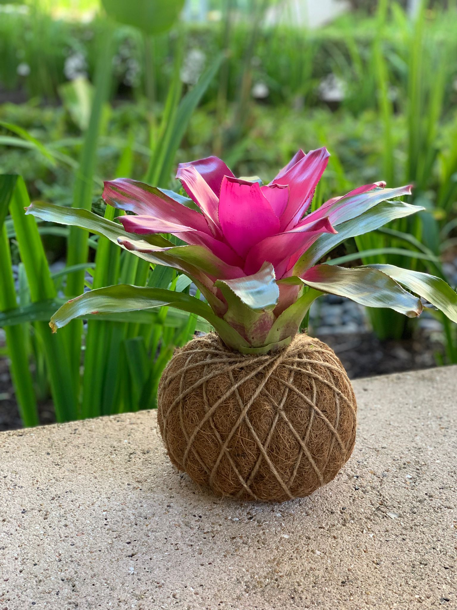 Bromelia Neoregelia Romance Kokedama – KOKECUTES