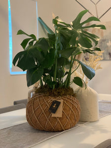 Monstera kokedama