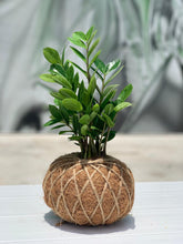 Load image into Gallery viewer, Zamioculcas, ZZ Kokedama