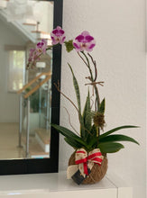 Load image into Gallery viewer, Single Orchids Kokedama