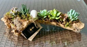 Succulent Arrangement in Raw Wood