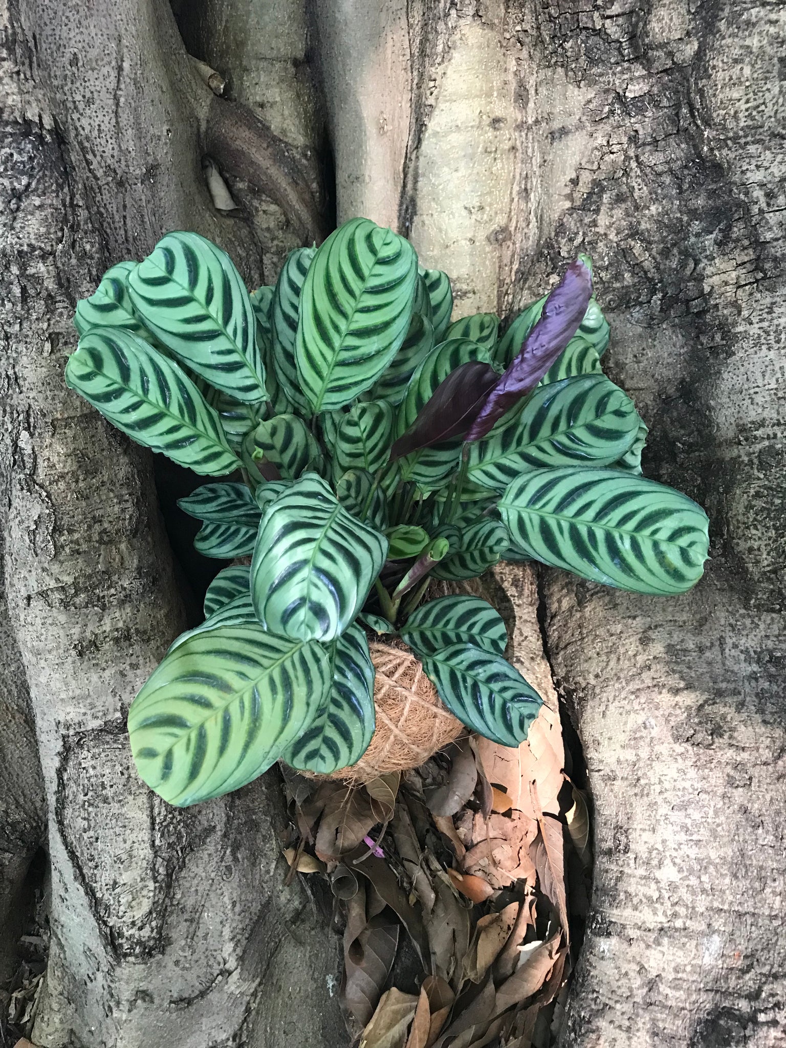 calathea fishbone prayer plant Calathea Burle Marxii 'Fishbone Prayer' – KOKECUTES