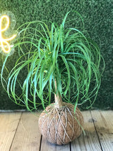 Load image into Gallery viewer, Ponytail Palm - Beaucarnea recurvata - Palma Botella Kokedama