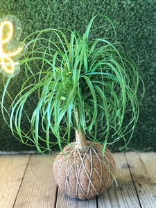 Ponytail Palm - Beaucarnea recurvata - Palma Botella Kokedama