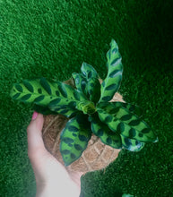 Load image into Gallery viewer, Calathea Lancifolia Kokedama