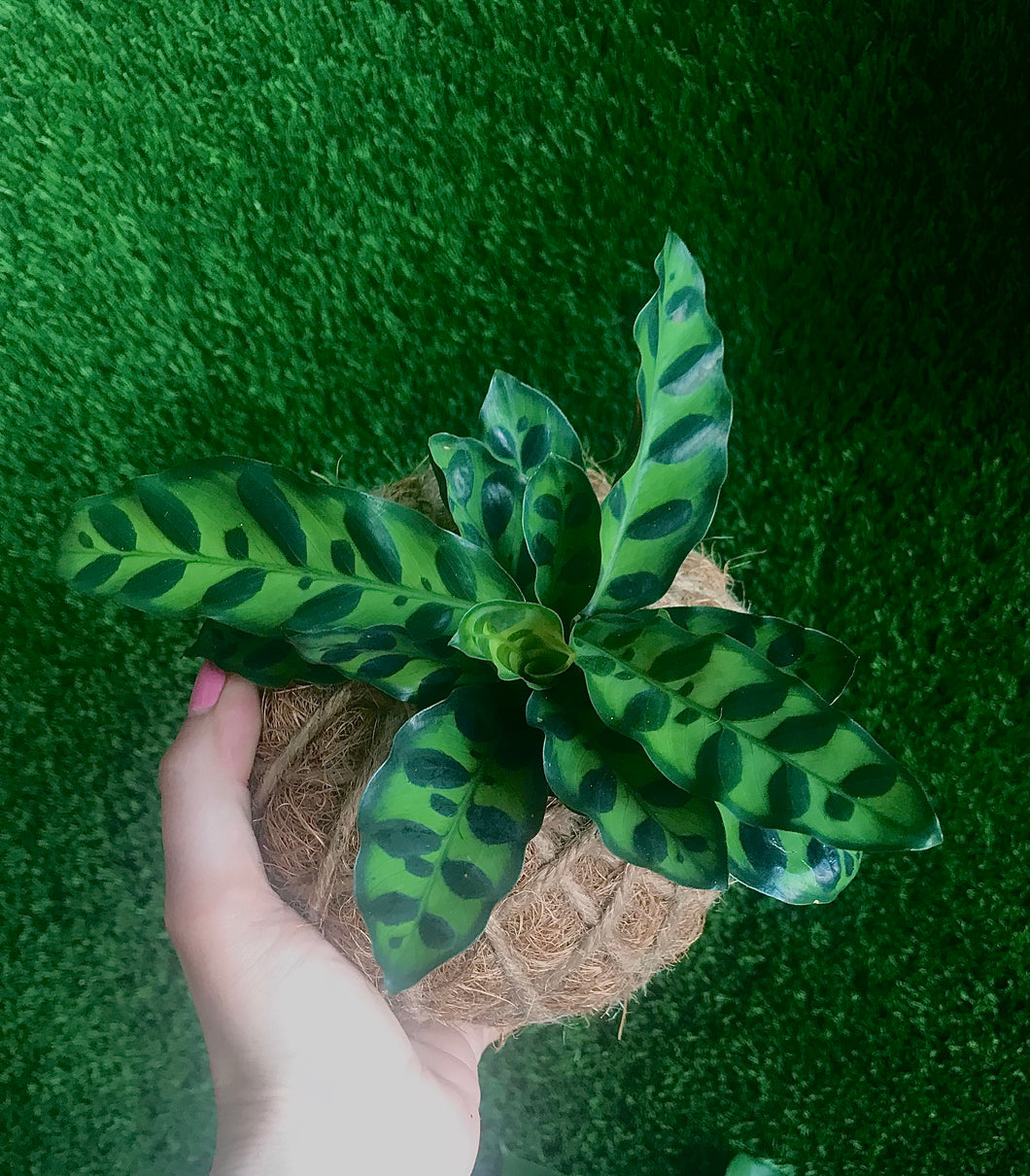 Calathea Lancifolia Kokedama