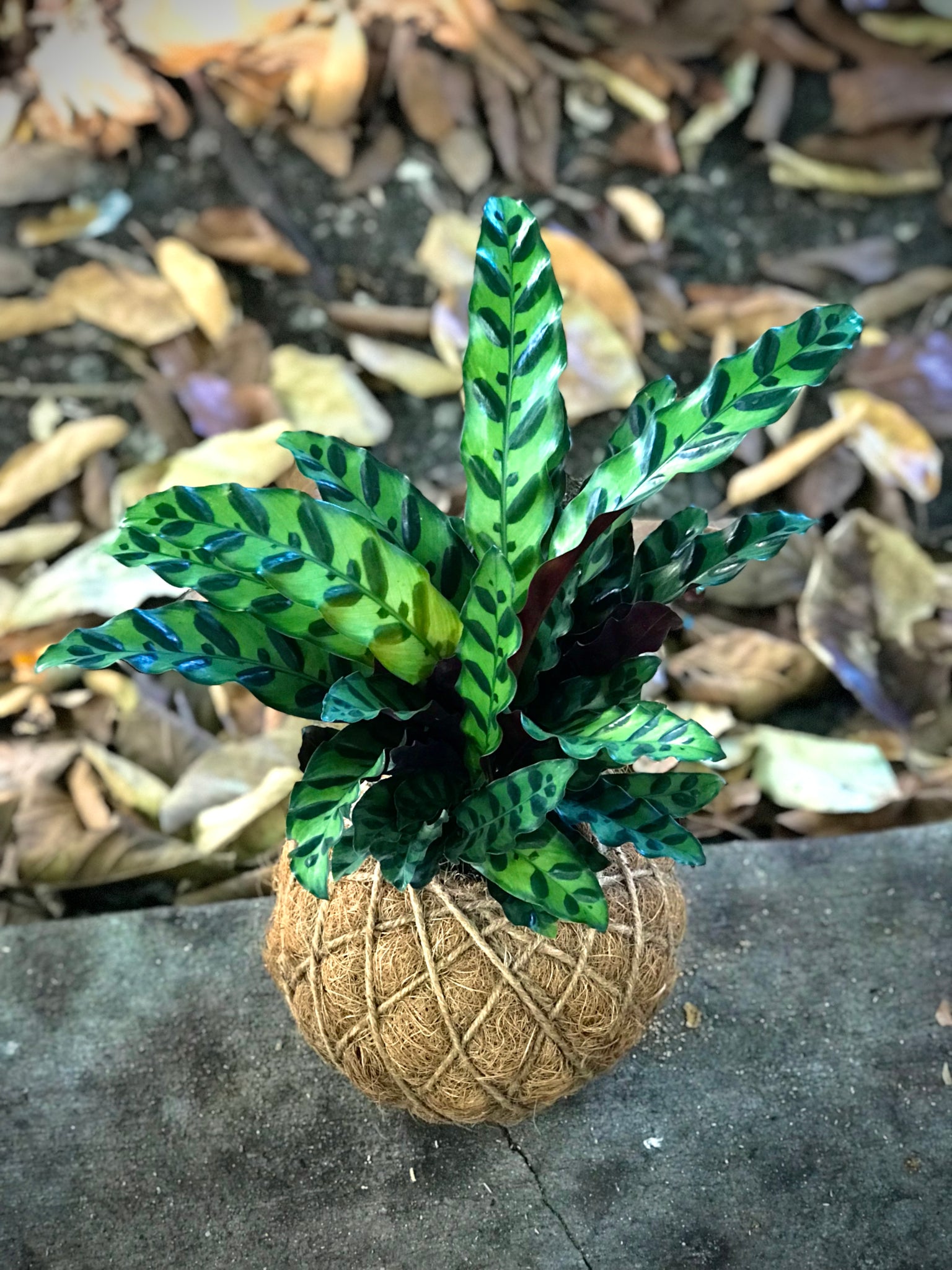 calathea hanging plant Calathea Lancifolia Kokedama – KOKECUTES