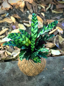 Calathea Lancifolia Kokedama