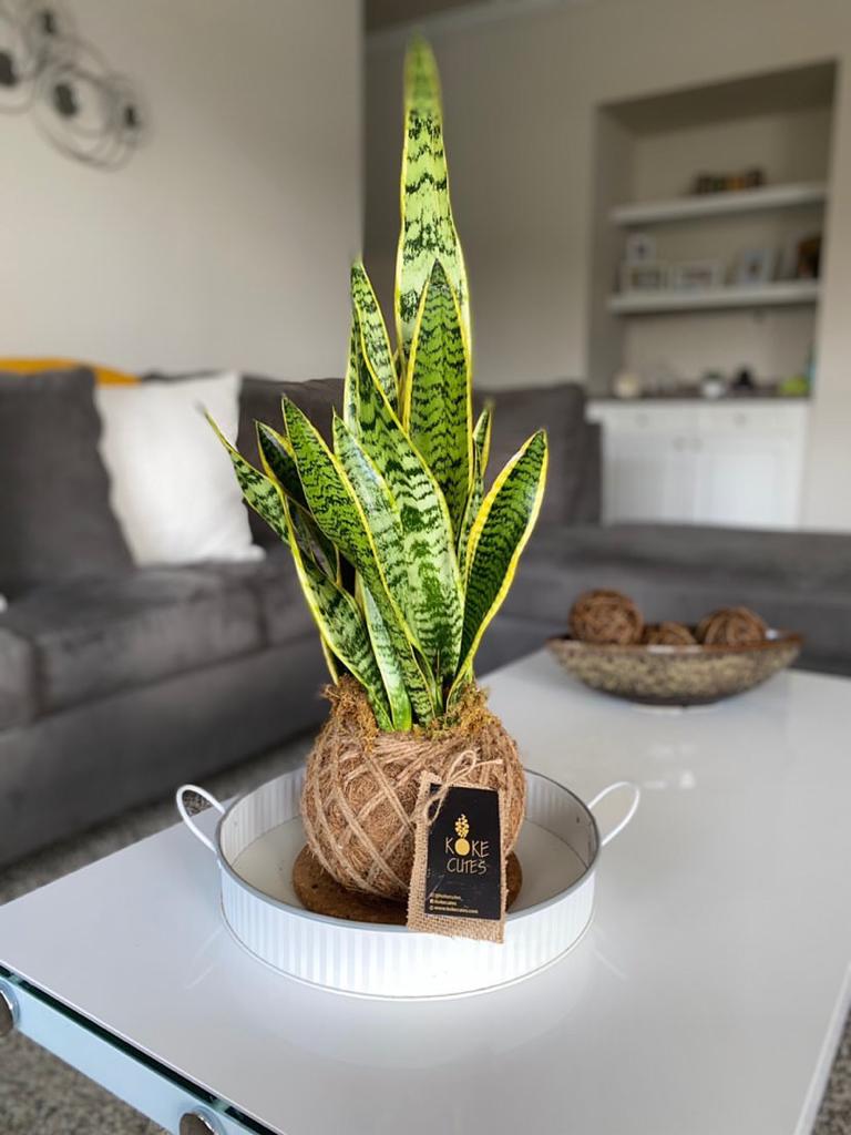 kokedama snake plant Snake Plant or Mother-in-Law's Tongue Kokedama – KOKECUTES