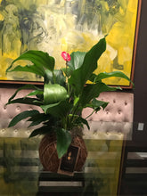 Load image into Gallery viewer, Anthurium Plant Kokedama / Anturio