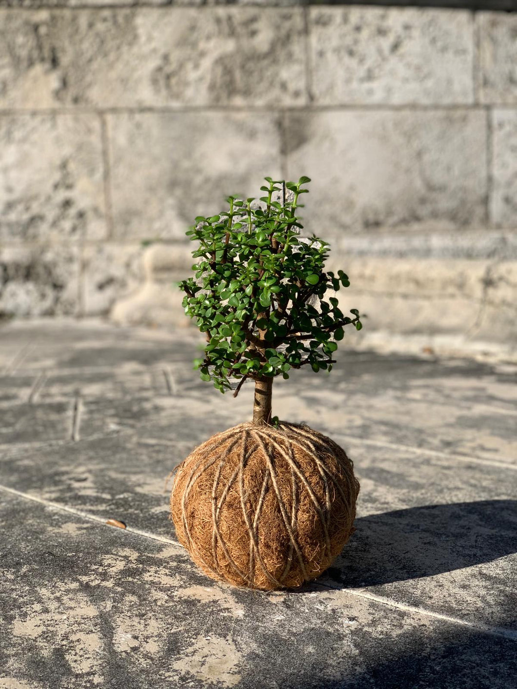 Jade, Dwarf  Kokedama (Portulacaria afra)