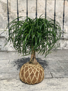 Ponytail Palm - Beaucarnea recurvata - Palma Botella Kokedama