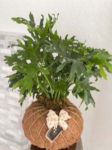 Philodendron Hope Selloum Kokedama