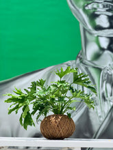 Load image into Gallery viewer, Philodendron Hope Selloum Kokedama