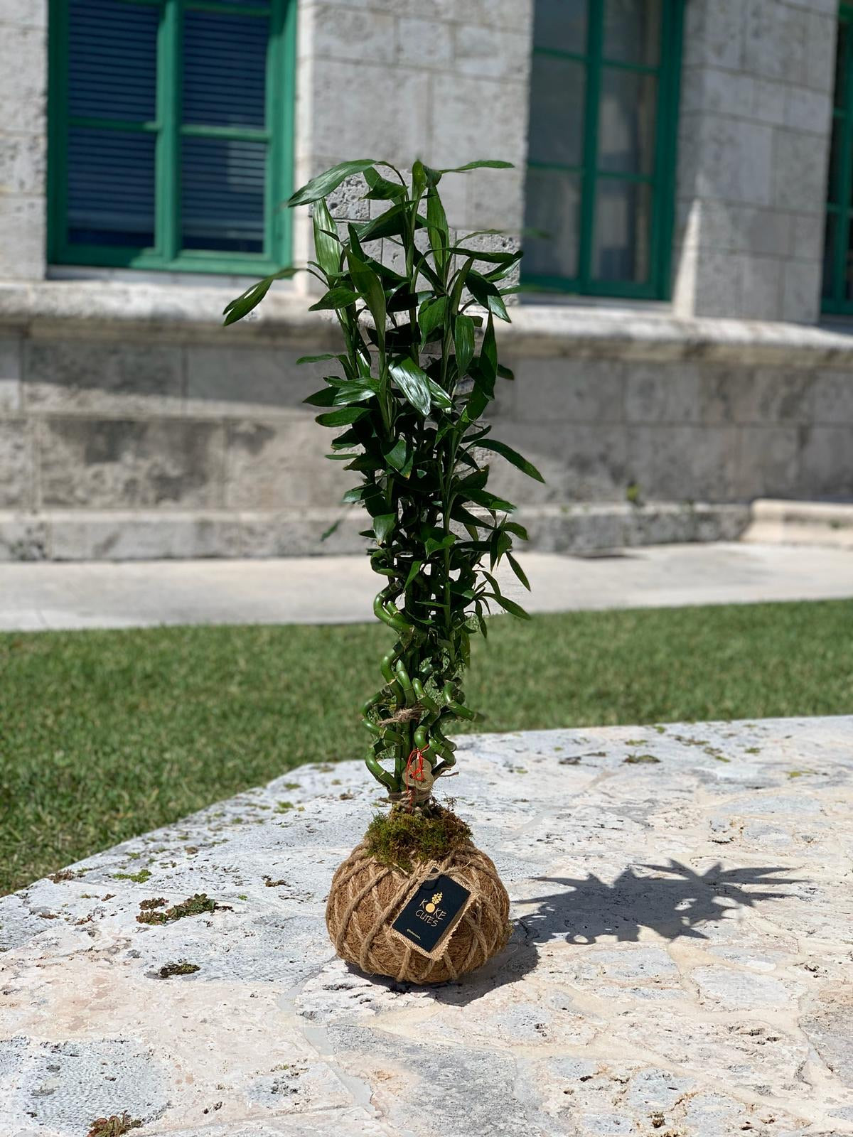 lucky bamboo kokedama Lucky Bambú Kokedama – KOKECUTES