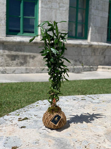 Lucky Bambú Kokedama