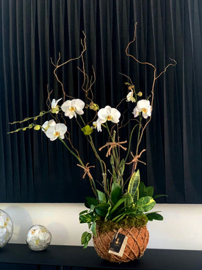 Orchids Garden White Kokedama