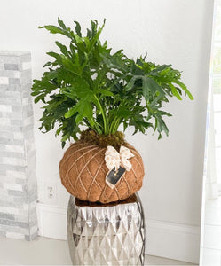 Philodendron Hope Selloum Kokedama