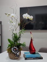 Load image into Gallery viewer, Orchid White Phalaenopsis Double stem Kokedama