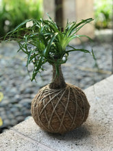 Load image into Gallery viewer, Ponytail Palm - Beaucarnea recurvata - Palma Botella Kokedama