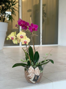 Elegant Two Orchids Kokedama