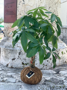 Money Tree Plant Kokedama